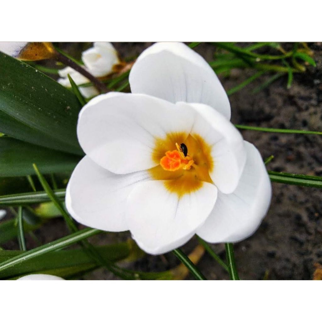 Krokus Snowbunting - Crocus chrysanthus