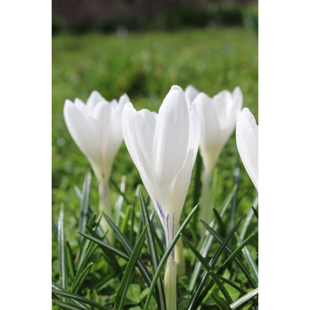 Großblütiger Krokus Jeanne D'Arc - Crocus