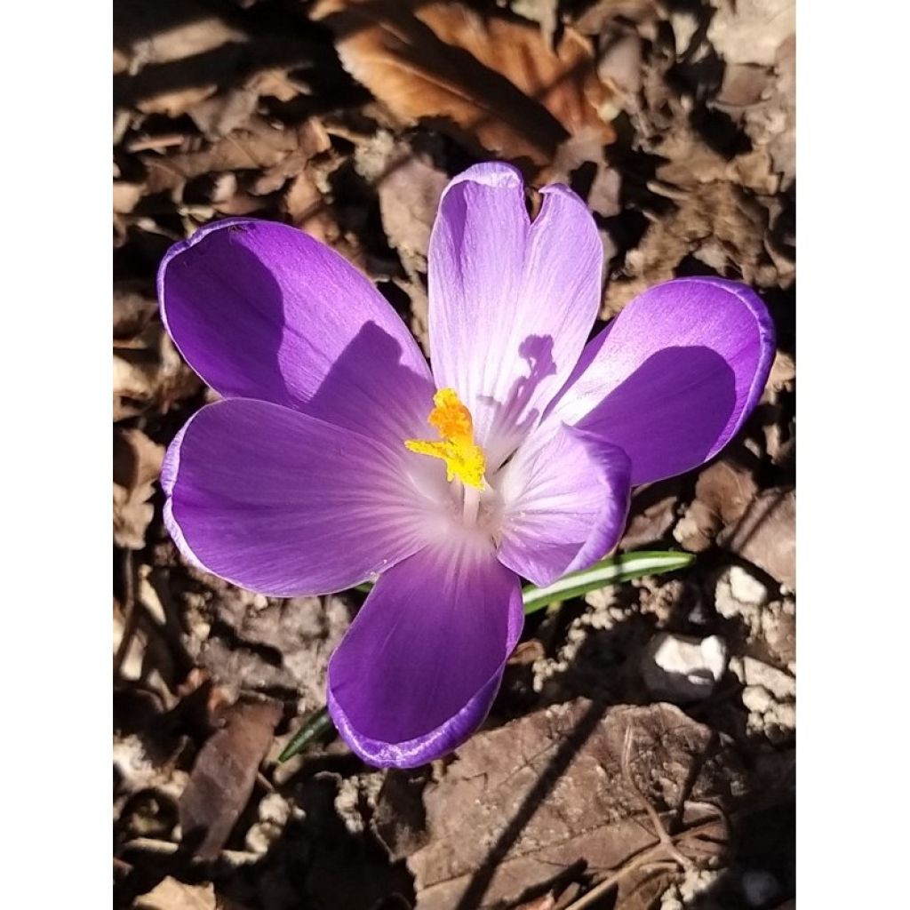 Großblütiger Krokus Remembrance - Crocus