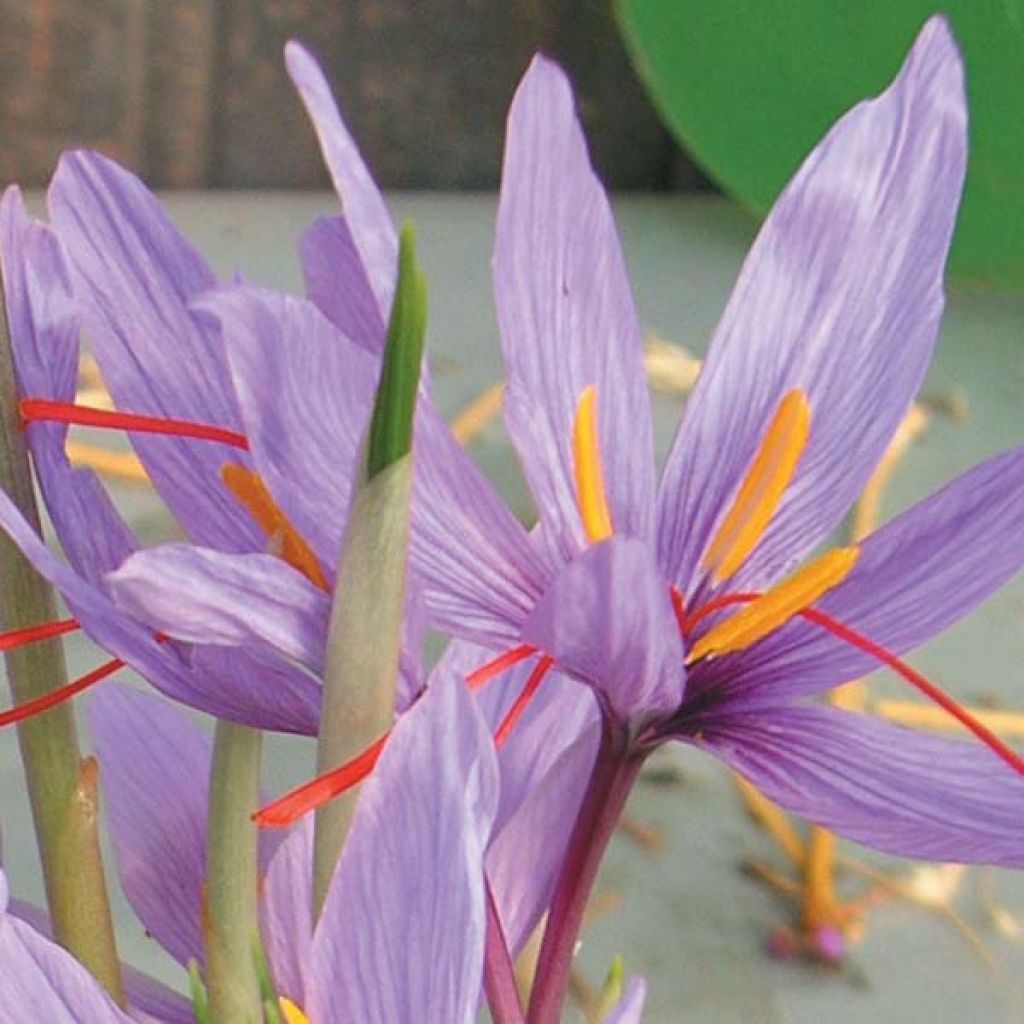 Safrankrokus - Crocus sativus