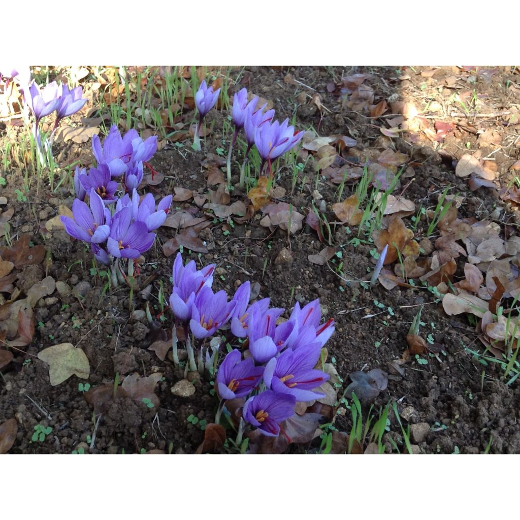 Safrankrokus - Crocus sativus