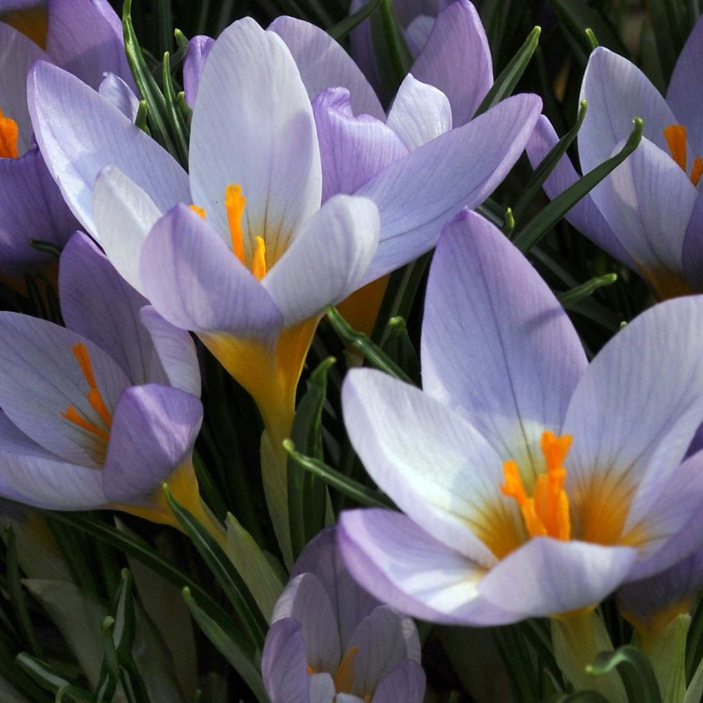 Sieber-Krokus Firefly - Crocus sieberi