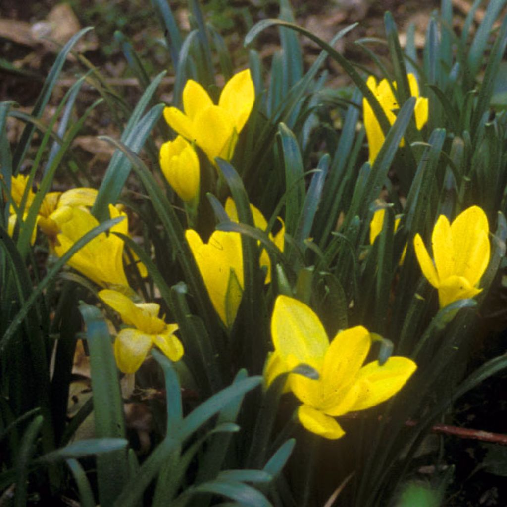 Sternbergia Lutea (faux crocus)