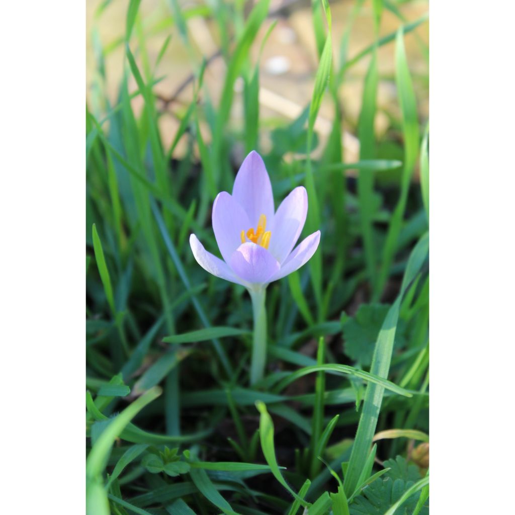 Elfen-Krokus Barr's Purple - Crocus tommasinianus