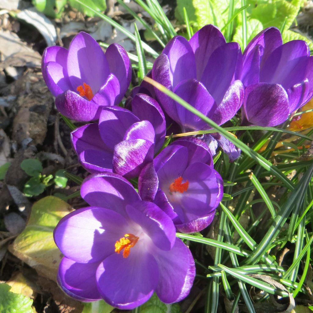 Elfen-Krokus Ruby Giant - Crocus tommasinianus