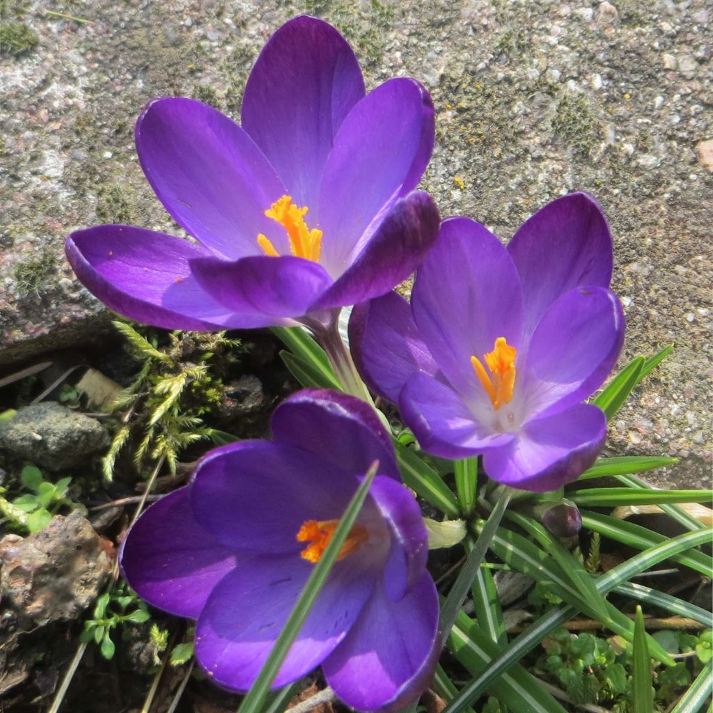 Elfen-Krokus Ruby Giant - Crocus tommasinianus