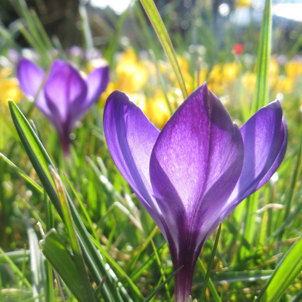 Elfen-Krokus Ruby Giant - Crocus tommasinianus