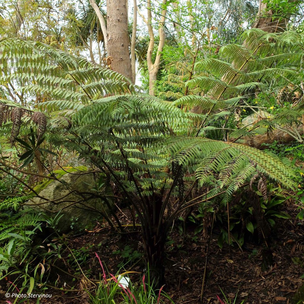 Cyathea dealbata - Silberfarn