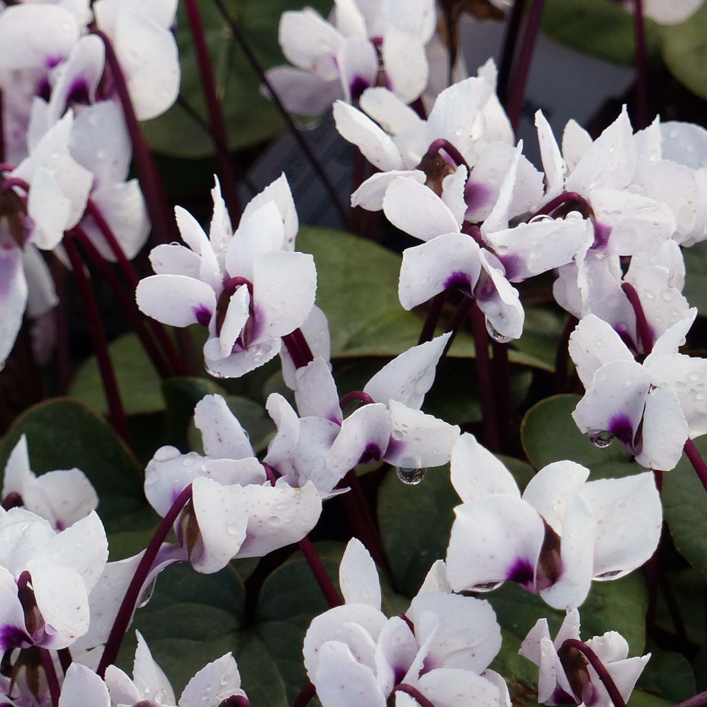 Cyclamen coum Album - Frühlings Alpenveilche