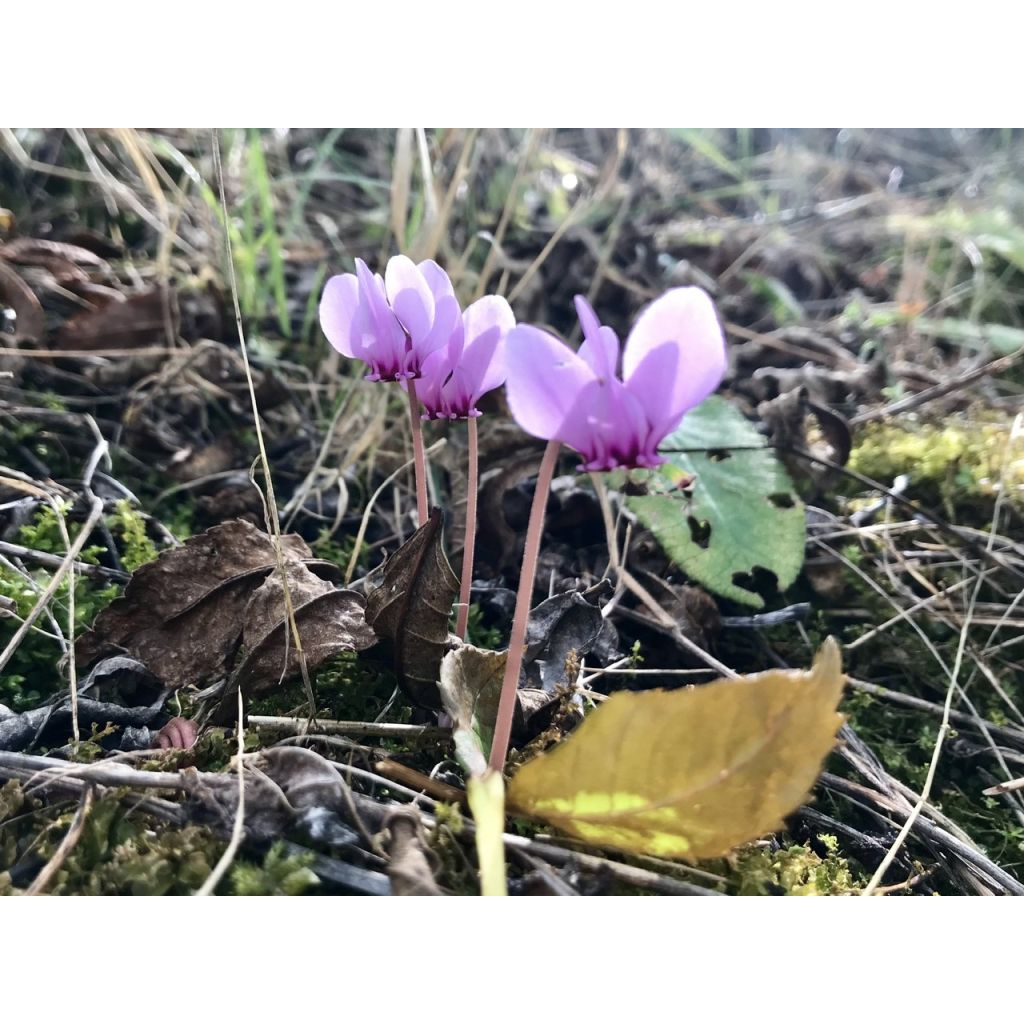 Cyclamen hederifolium - Herbst-Alpenveilchen