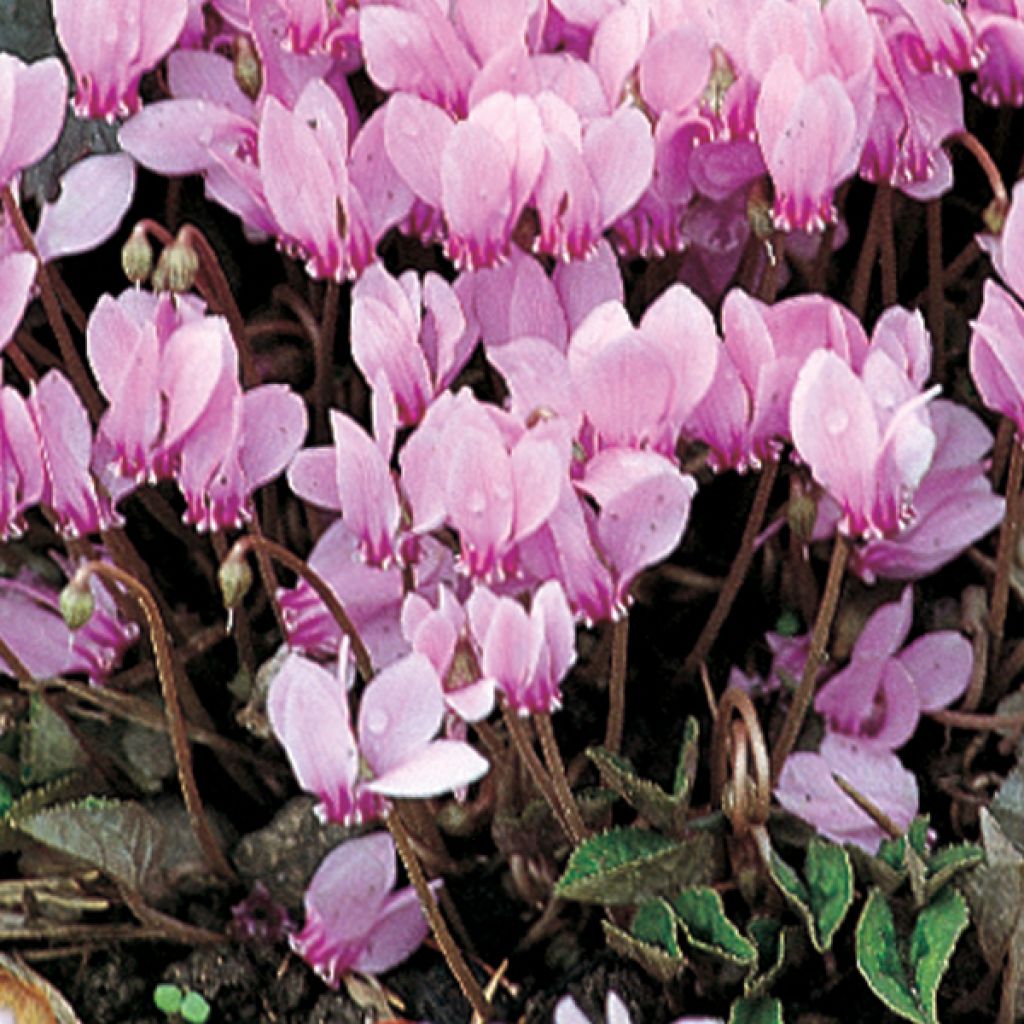 Cyclamen hederifolium - Herbst-Alpenveilchen