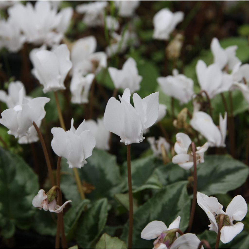 Cyclamen hederifolium Album - Herbst-Alpenveilchen