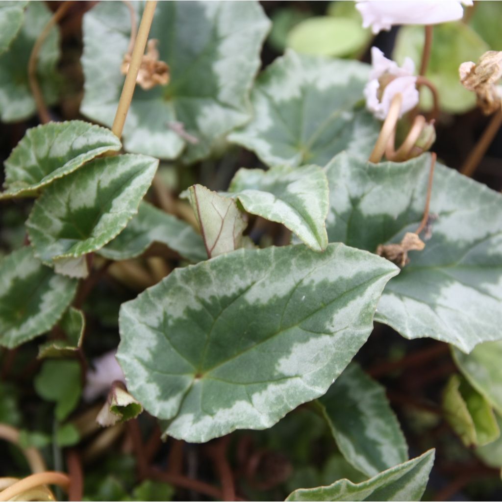 Cyclamen hederifolium Album - Herbst-Alpenveilchen