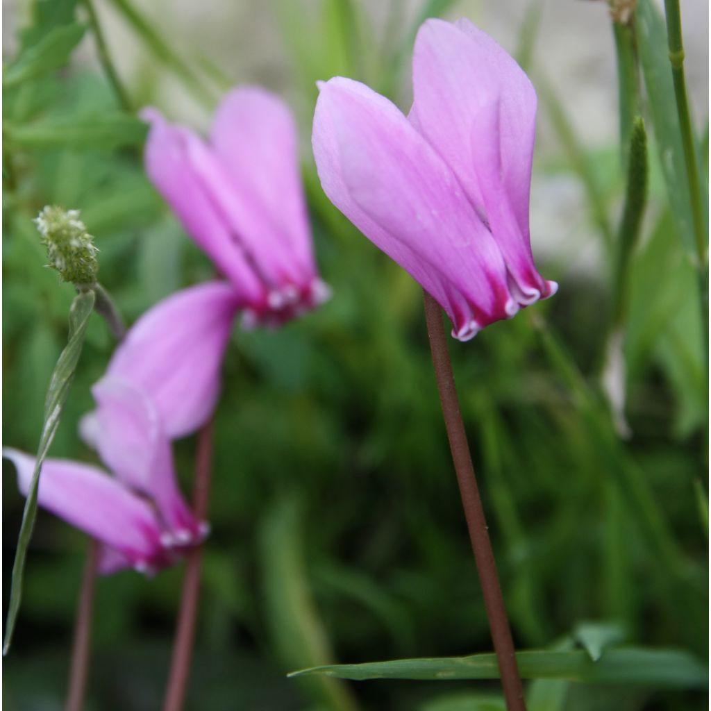 Cyclamen hederifolium - Herbst-Alpenveilchen