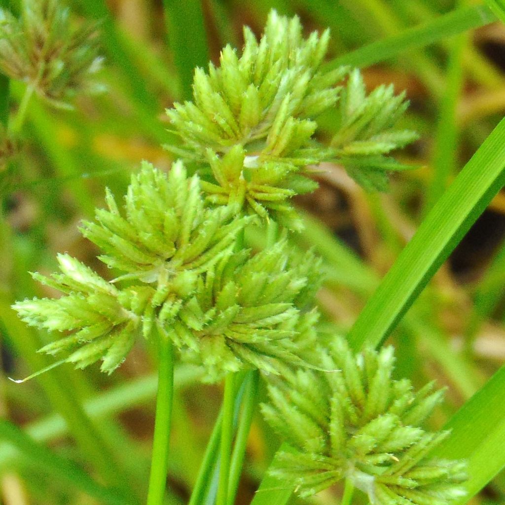 Cyperus glaber - Kahles Zypergras