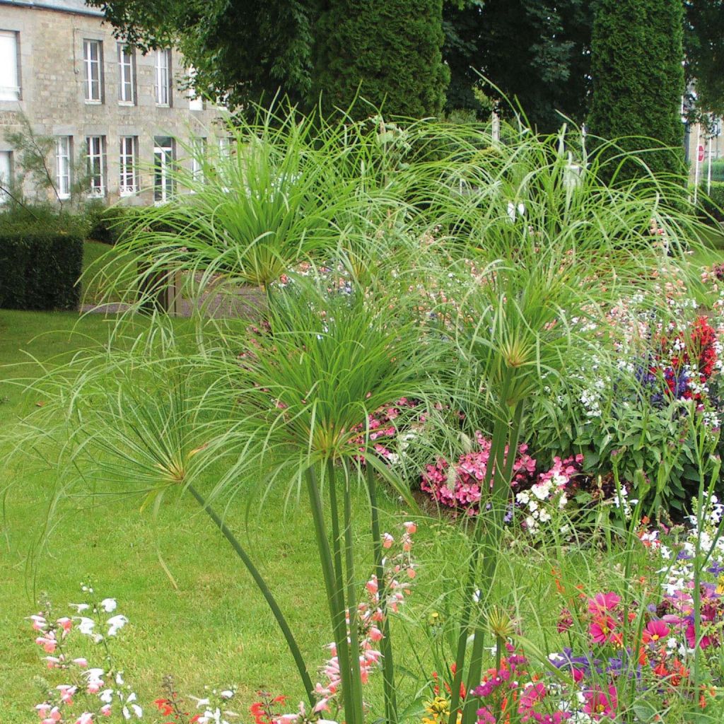 Cyperus papyrus Akhenaton - Papyrusstaude