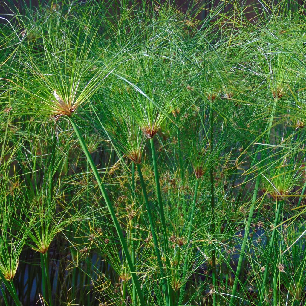 Cyperus papyrus Akhenaton - Papyrusstaude