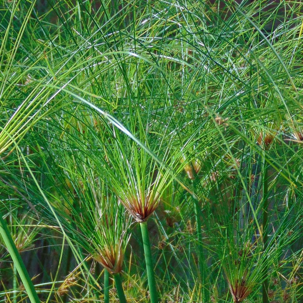 Cyperus papyrus Akhenaton - Papyrusstaude