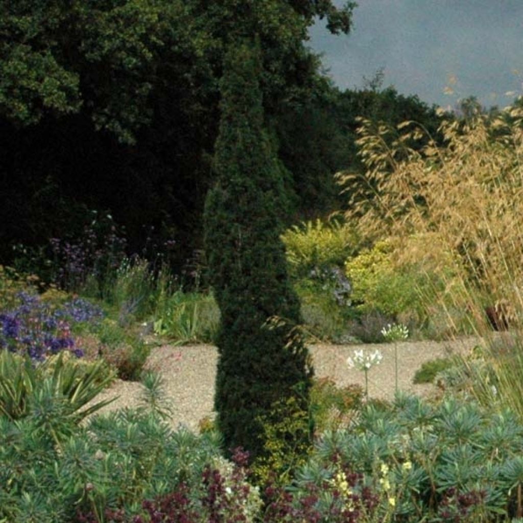 Cupressus sempervirens var. stricta Totem - Echte-Zypresse