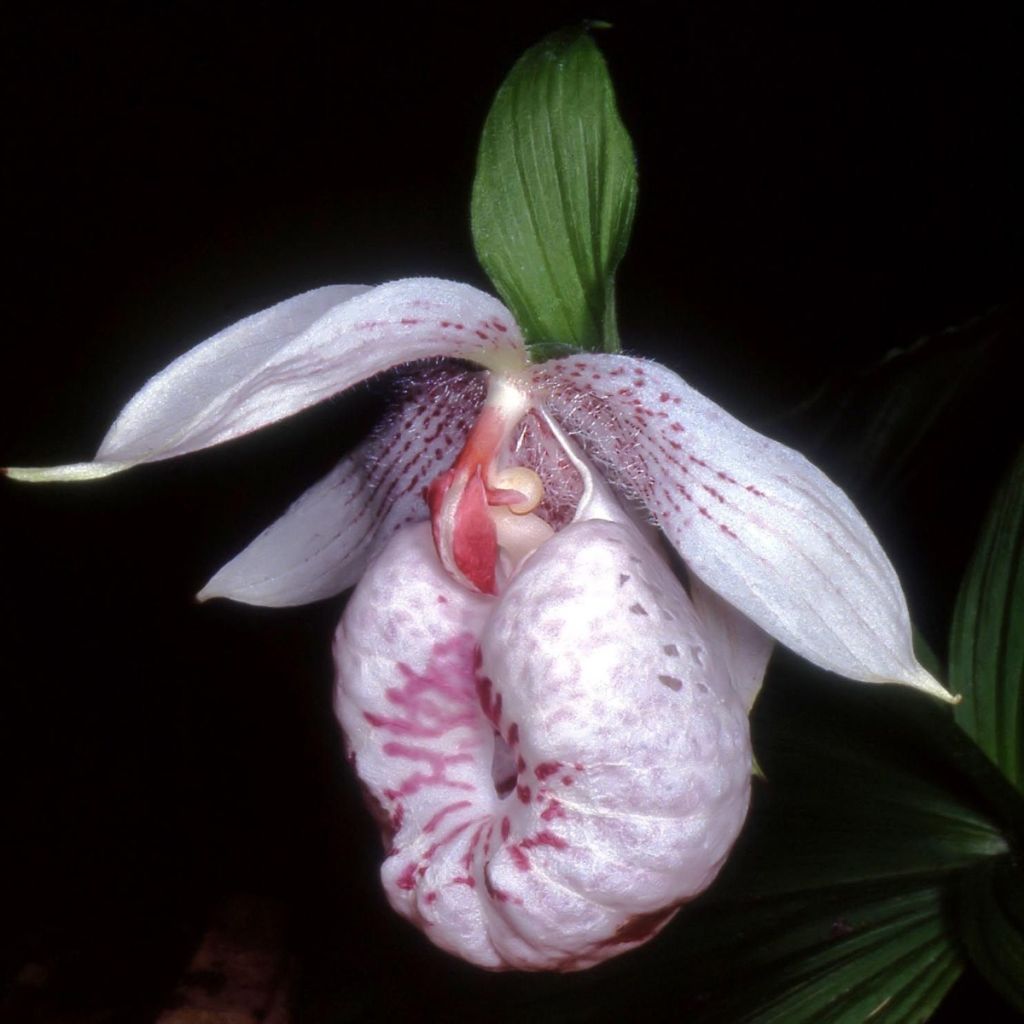 Cypripedium formosanum - Taiwan-Frauenschuh