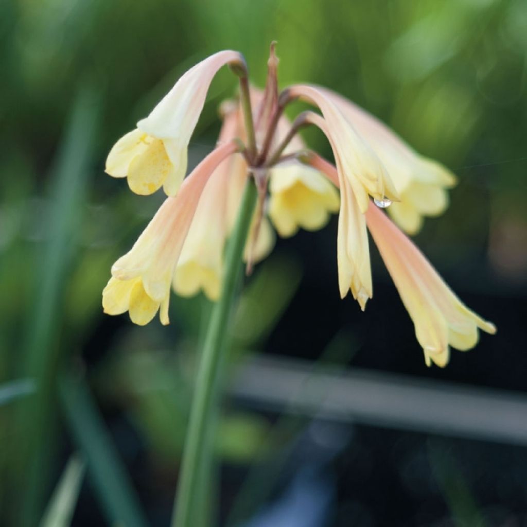 Cyrtanthus mackenii Cream White - Feuerblüte