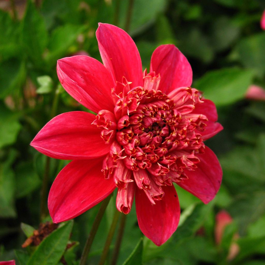 Anemonenblütige Dahlie Inca