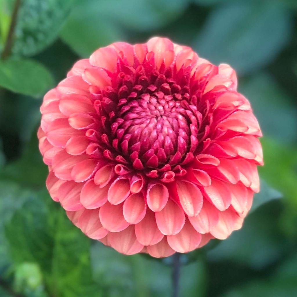 Dahlia balle Brown Sugar