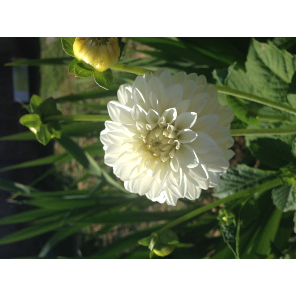 dahlia 2