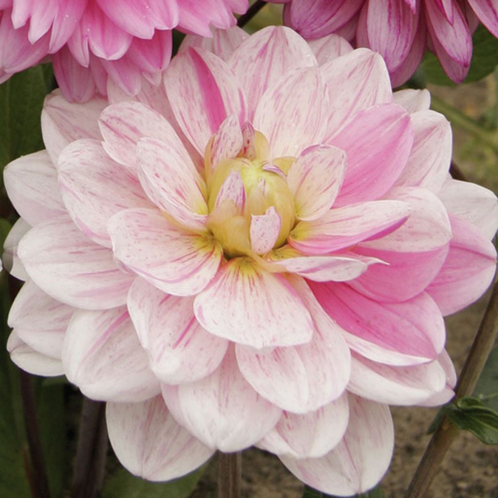 Dahlia décoratif Bonesta