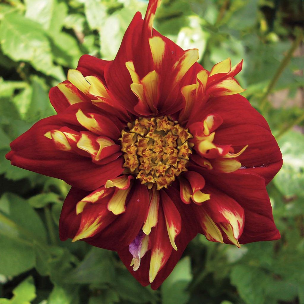 Dahlia collerette Impression Festivo