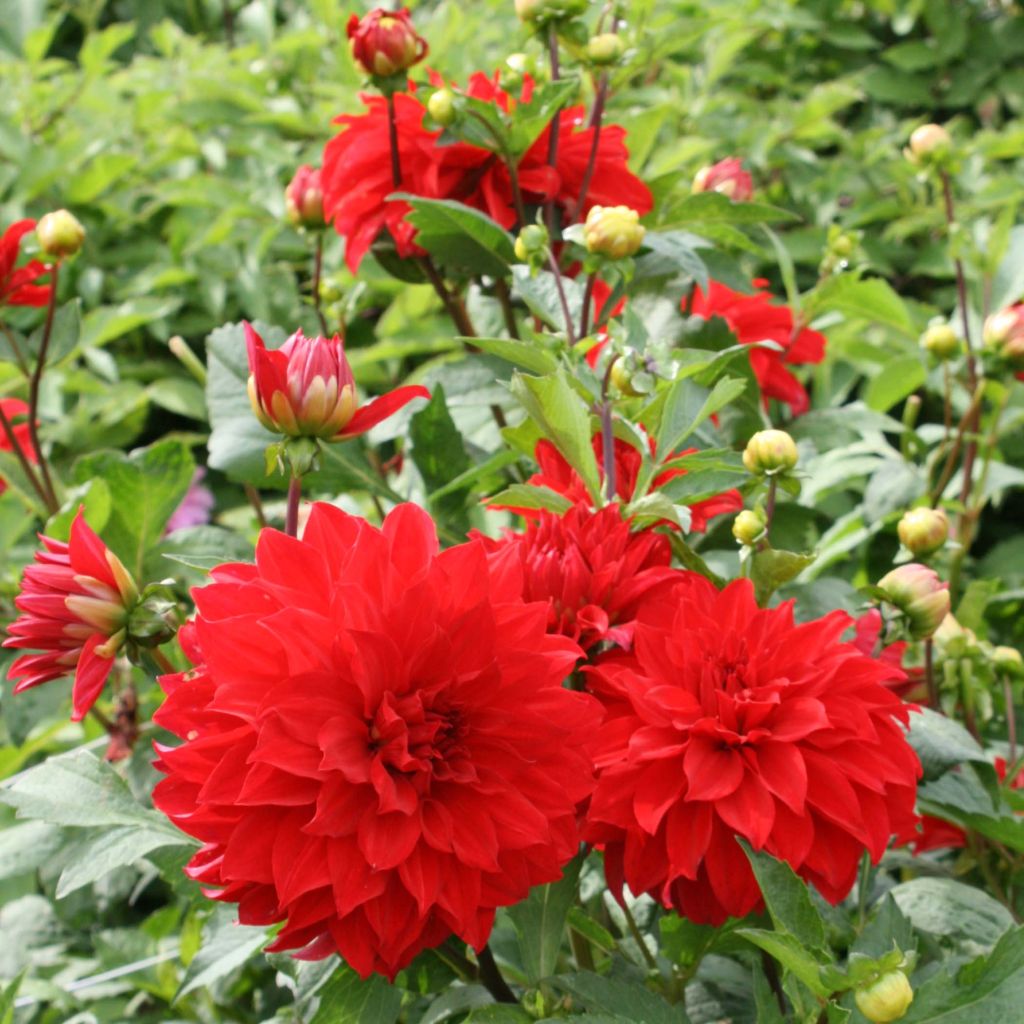 Riesenblütige Dahlie Barbarossa