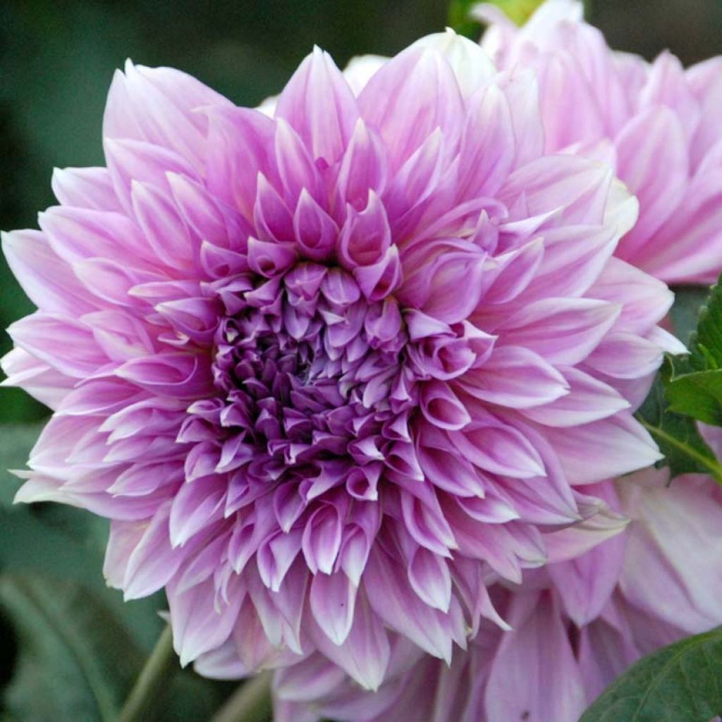 Dahlia géant Lilac Time