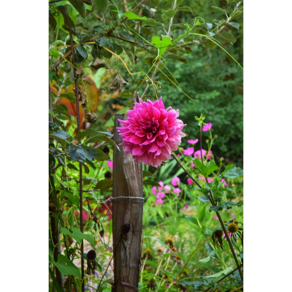 Riesenblütige Dahlie Maki