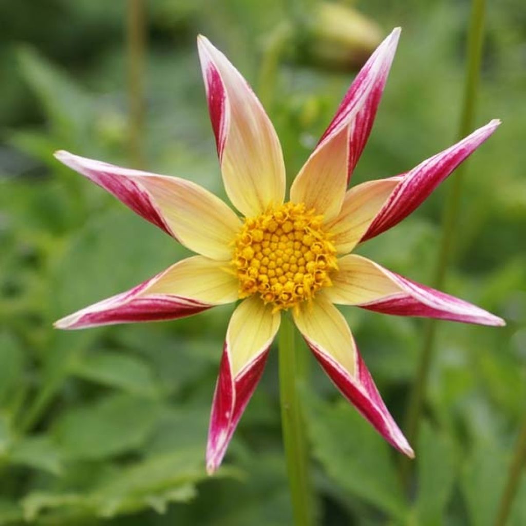 Dahlia Honka Tahoma Moonshot