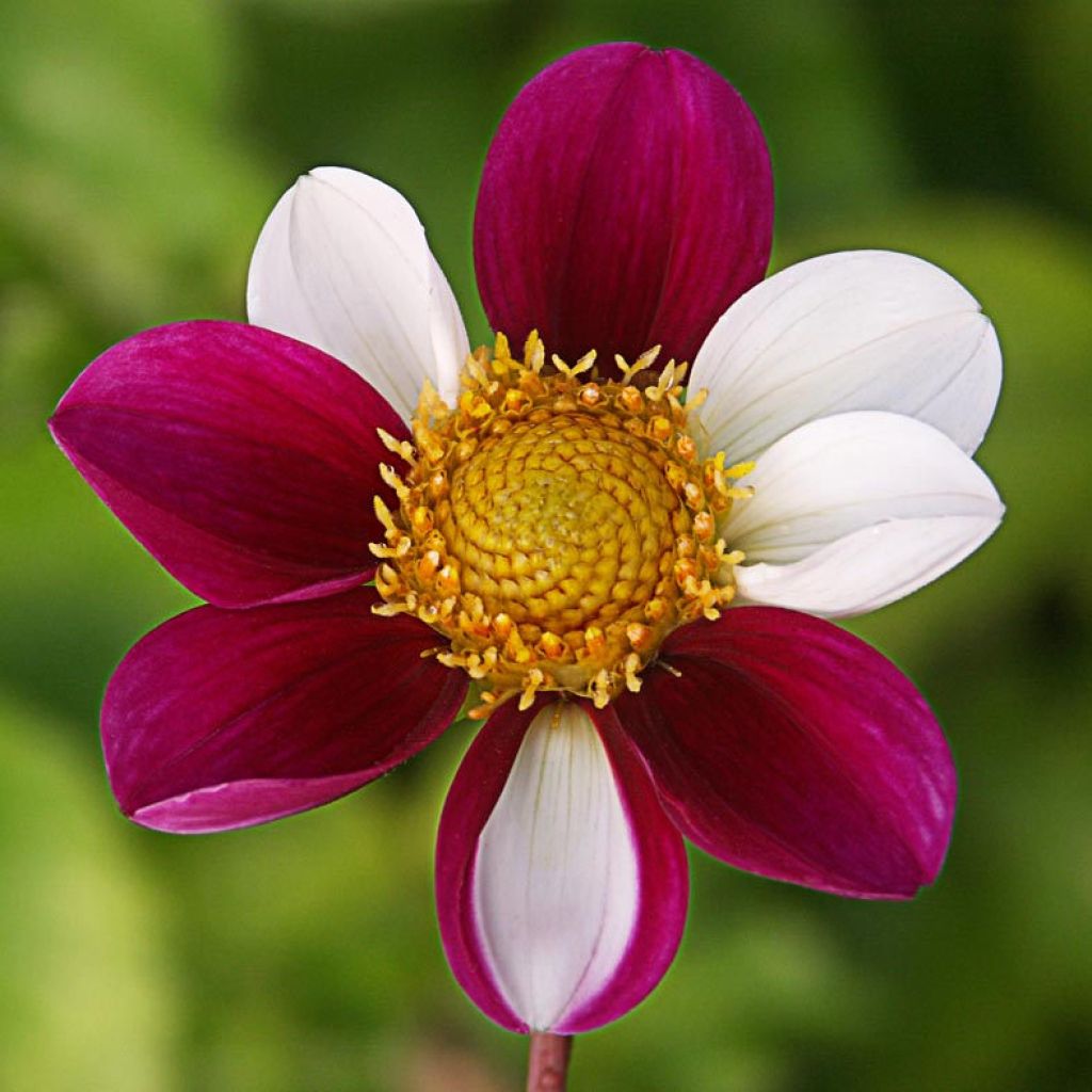 Dahlia paysage Twyning's Smartie