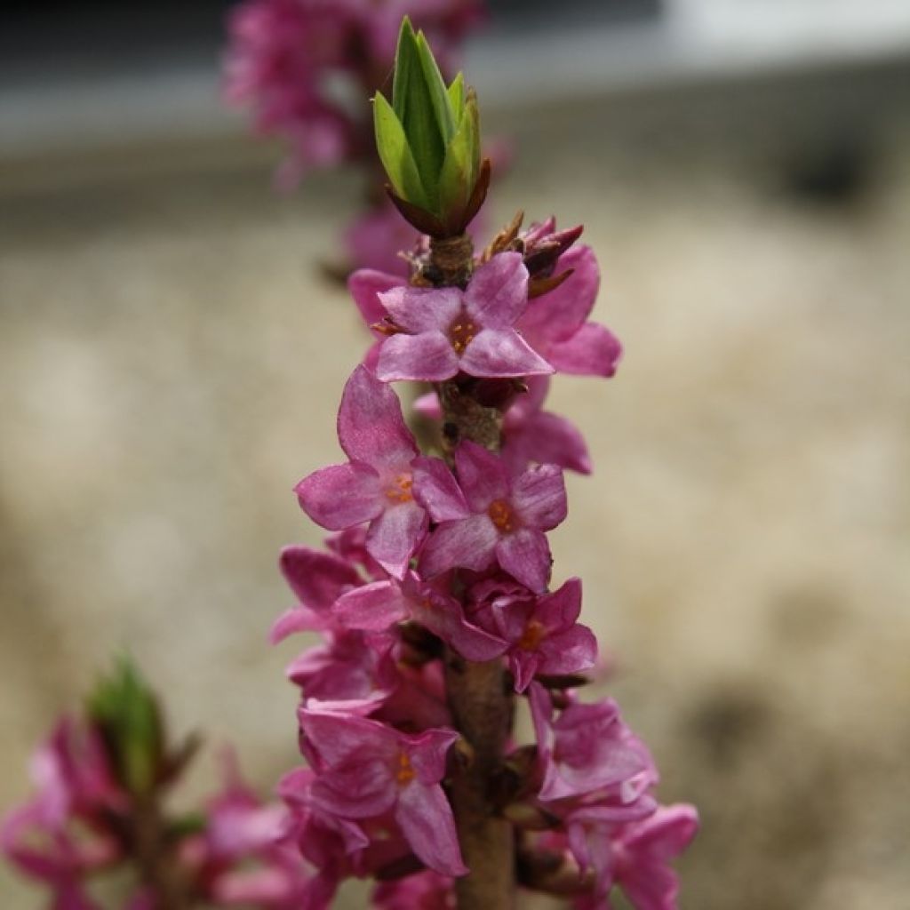 Daphne mezereum var. rubra - Gewöhnlicher Seidelbast