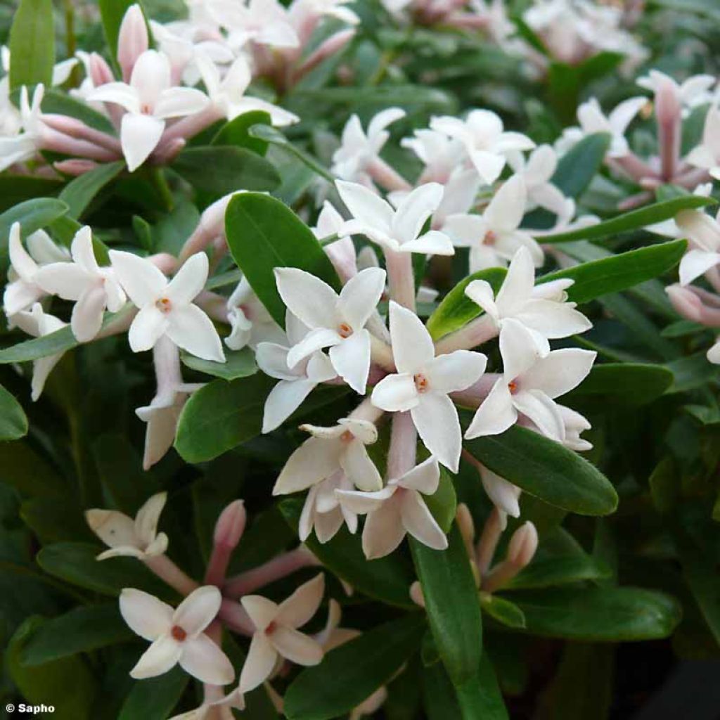 Seidelbast Eternal Fragrance - Daphne transatlantica