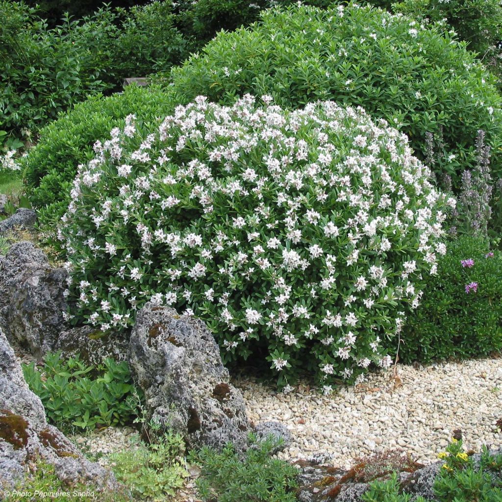 Seidelbast Eternal Fragrance - Daphne transatlantica