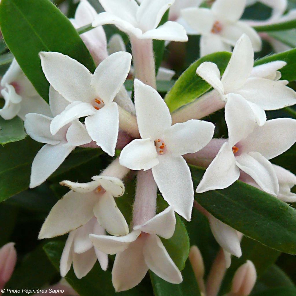 Seidelbast Eternal Fragrance - Daphne transatlantica