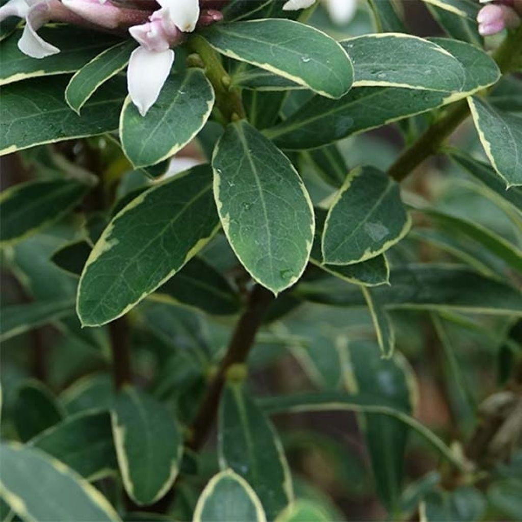 Seidelbast Summer Ice - Daphne transatlantica