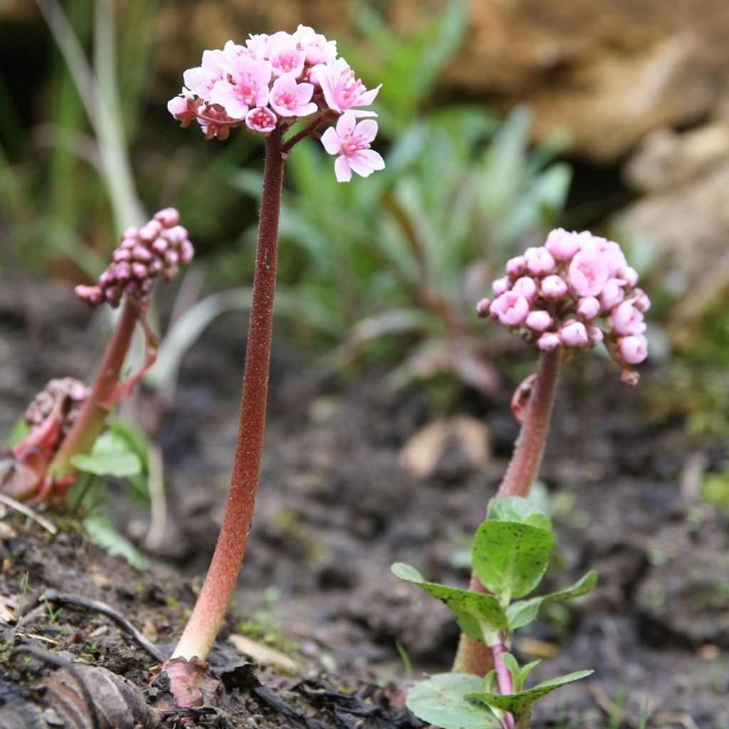 Darmera peltata - Schildblatt