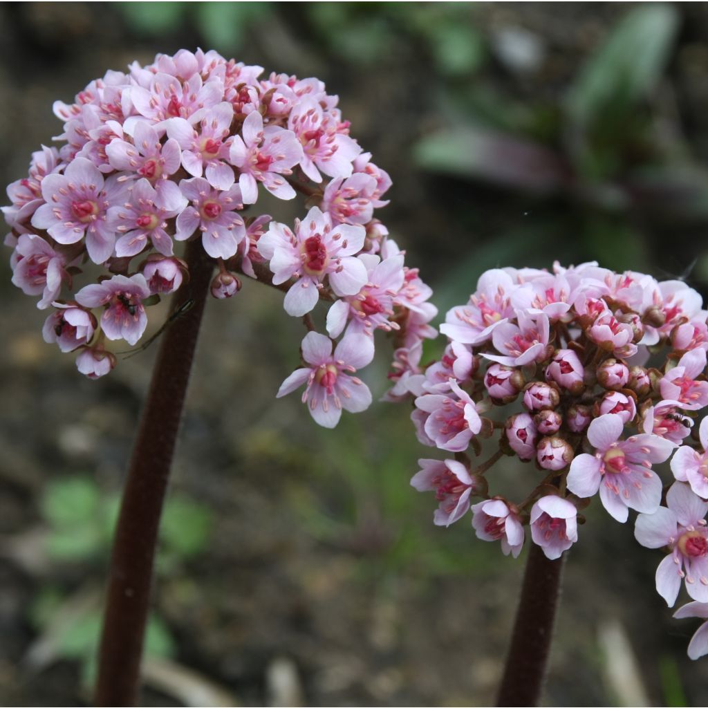 Darmera peltata - Schildblatt