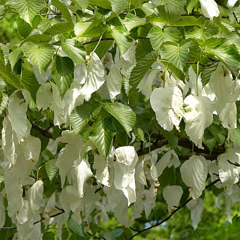 Davidia involucrata var. vilmoriniana - Taschentuchbaum