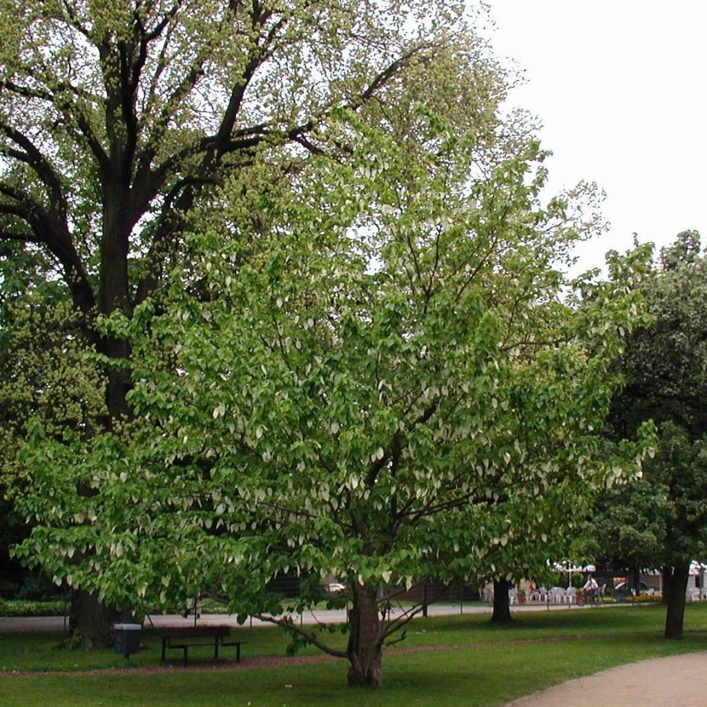 Davidia involucrata var. vilmoriniana - Taschentuchbaum