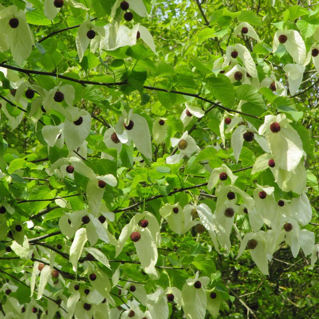 Davidia involucrata var. vilmoriniana - Taschentuchbaum