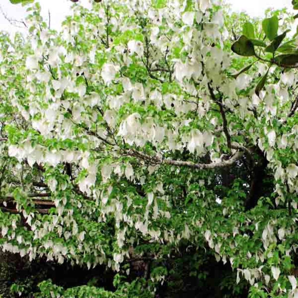 Davidia involucrata var. vilmoriniana - Taschentuchbaum