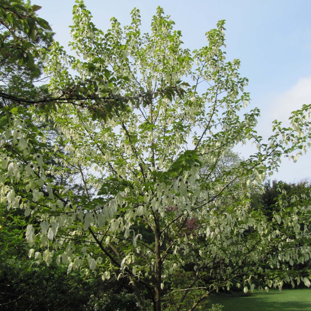 Davidia involucrata - Taschentuchbaum