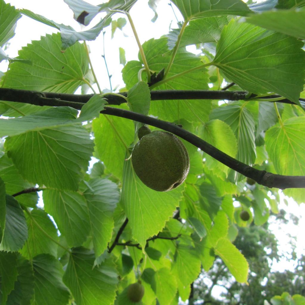 Davidia involucrata - Taschentuchbaum