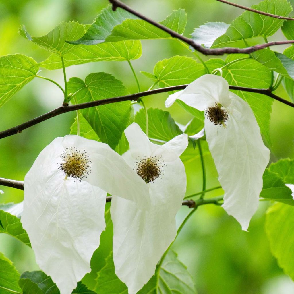 Davidia involucrata - Taschentuchbaum