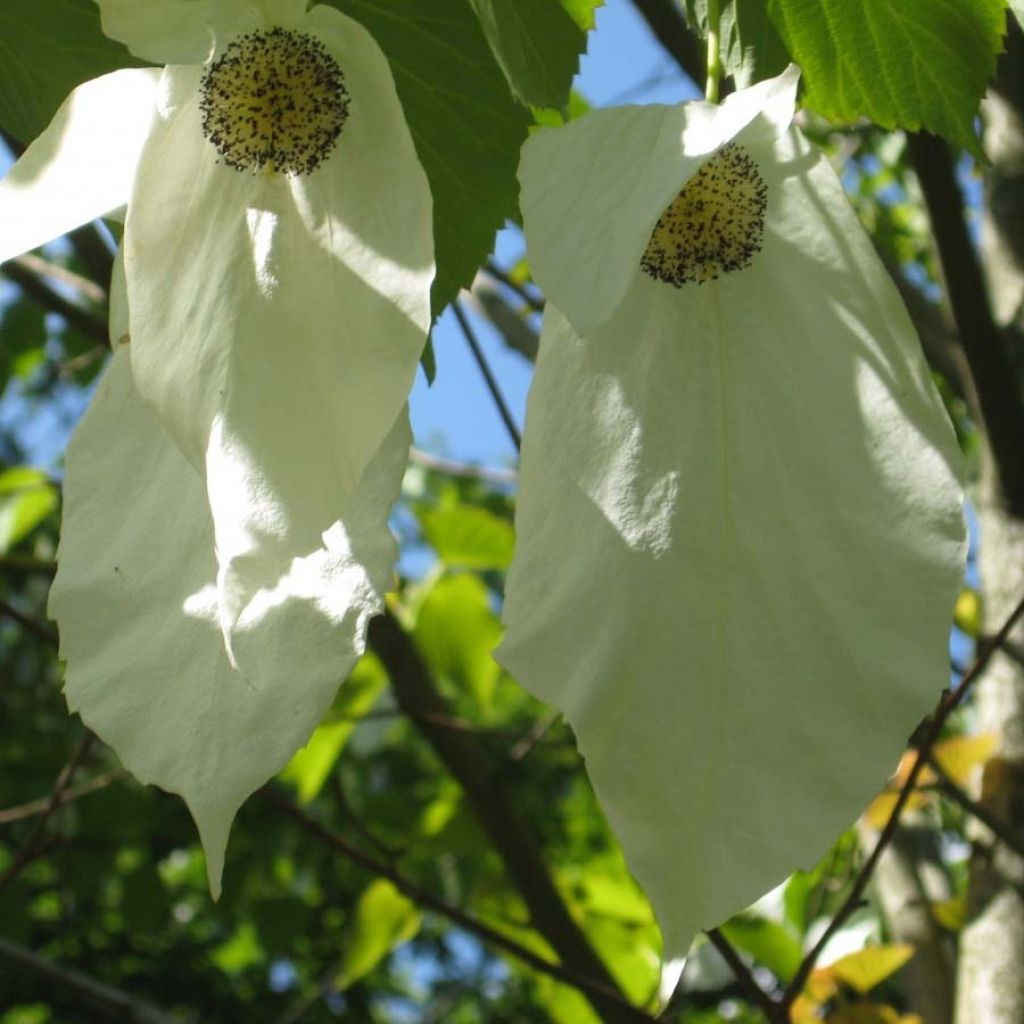 Davidia involucrata Sonoma - Taschentuchbaum